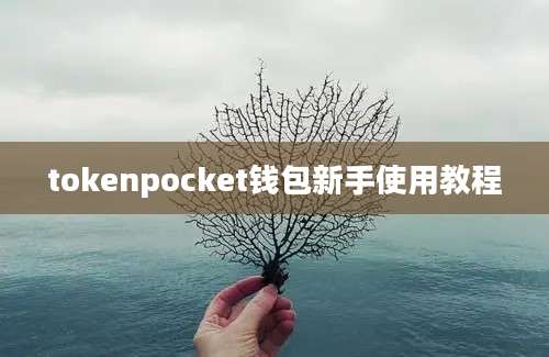 tokenpocket钱包新手使用教程