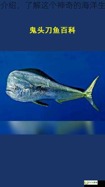 鬼刀鱼品种介绍，了解这个神奇的海洋生物及其特点