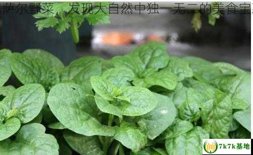 基萨尔野菜，发现大自然中独一无二的美食宝藏