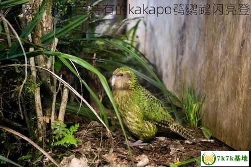 酷炫可爱！新西兰特有的kakapo鸮鹦鹉闪亮登场！