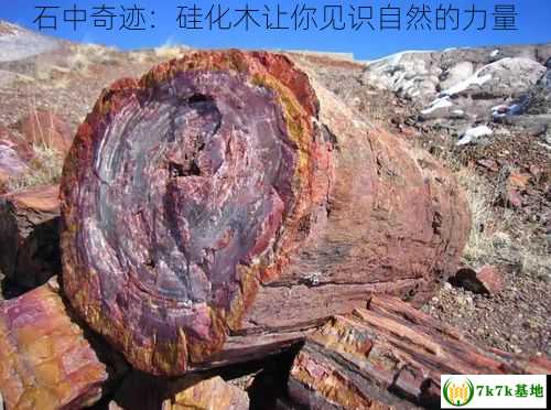 石中奇迹：硅化木让你见识自然的力量