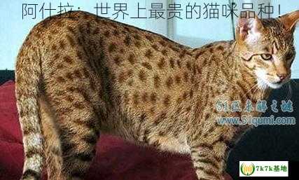 阿什拉：世界上最贵的猫咪品种！