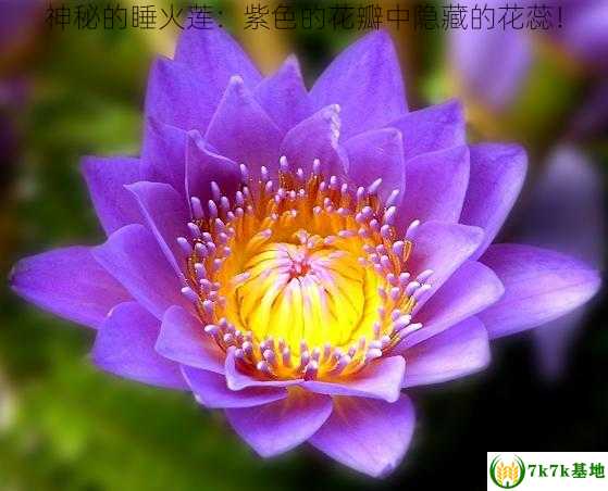 神秘的睡火莲：紫色的花瓣中隐藏的花蕊！