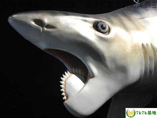 究竟是旋齿鲨还是巨齿鲨，谁才是真正的海洋霸主？