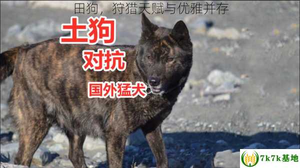 田狗，狩猎天赋与优雅并存