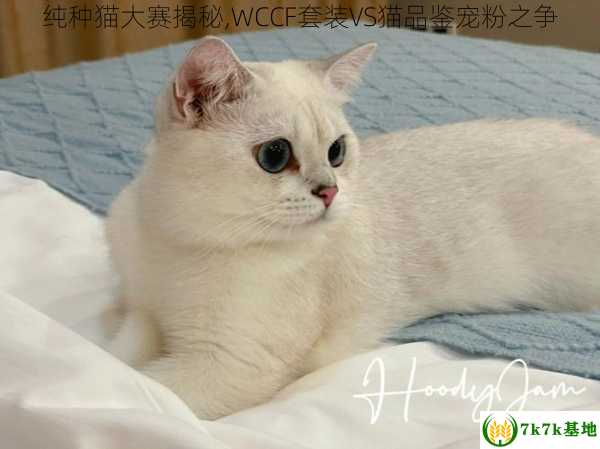 纯种猫大赛揭秘,WCCF套装VS猫品鉴宠粉之争