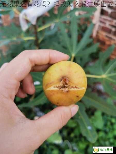 无花果还有花吗？蚂蚁怎么躲进躲出的？