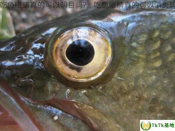 吃鱼眼睛真的可以明目吗?，吃鱼眼睛真的可以消炎吗