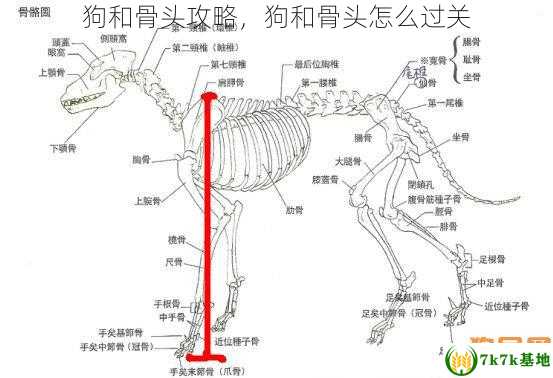 狗和骨头攻略，狗和骨头怎么过关