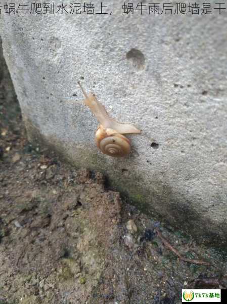 雨后蜗牛爬到水泥墙上，蜗牛雨后爬墙是干什么