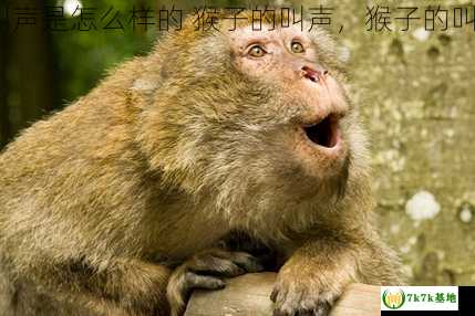 猴子的的叫声是怎么样的 猴子的叫声，猴子的叫声是什么?