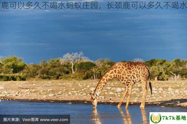 长颈鹿可以多久不喝水蚂蚁庄园，长颈鹿可以多久不喝水会死