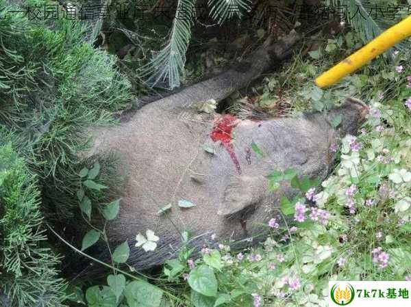 野猪闯入湖北一校园通信营业厅 未造成人员受伤，野猪闯入小学 特警一枪击毙