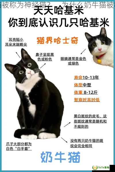 为什么奶牛猫被称为神经猫？，为什么奶牛猫被称为猫中二哈