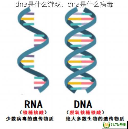 dna是什么游戏，dna是什么病毒