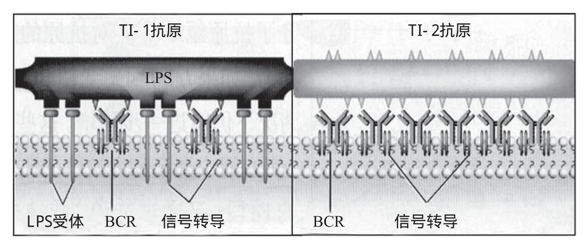 ti1什么意思什么意思，合什人家什么意思