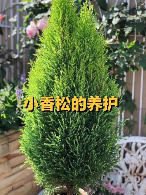 如何控制花仙子菲菲进行跳跃并安全降落？，花仙子植物养殖方法