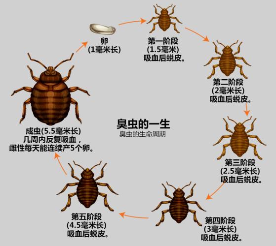 床虱危机为何席卷全球，床虱危机为何席卷全