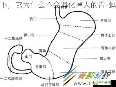 支付宝胃酸腐蚀能力强大，正常状态下，它为什么不会消化掉人的胃-蚂蚁庄园2021年7月19日每日一题答案