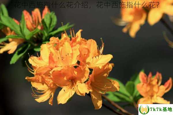 花中西施指什么花介绍，花中西施指什么花?